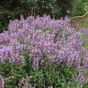 Salvia officinalis fleur P1B P19 (2)
